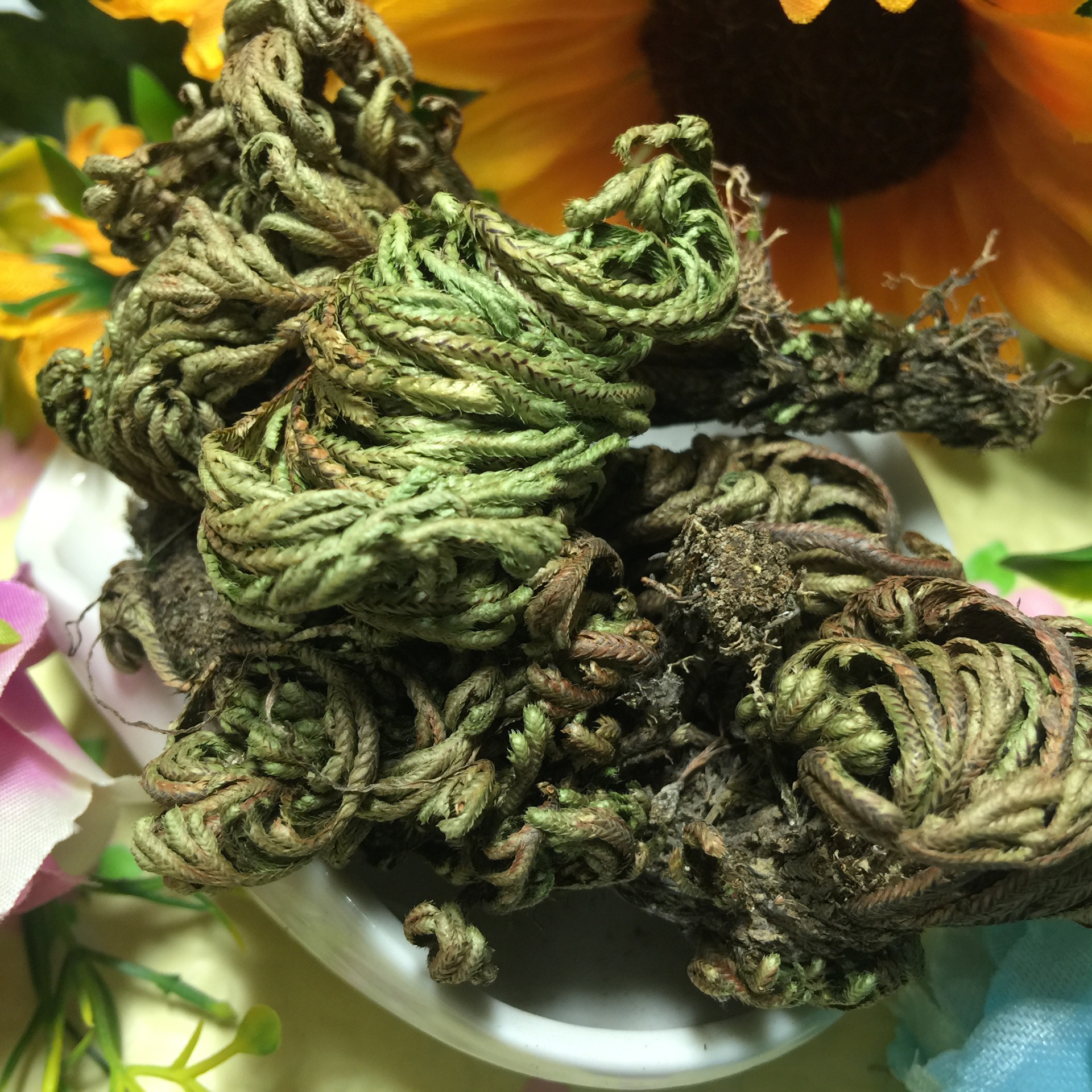 批发供应正品无硫中药材 卷柏 九死还魂草 可打粉代加工小包装