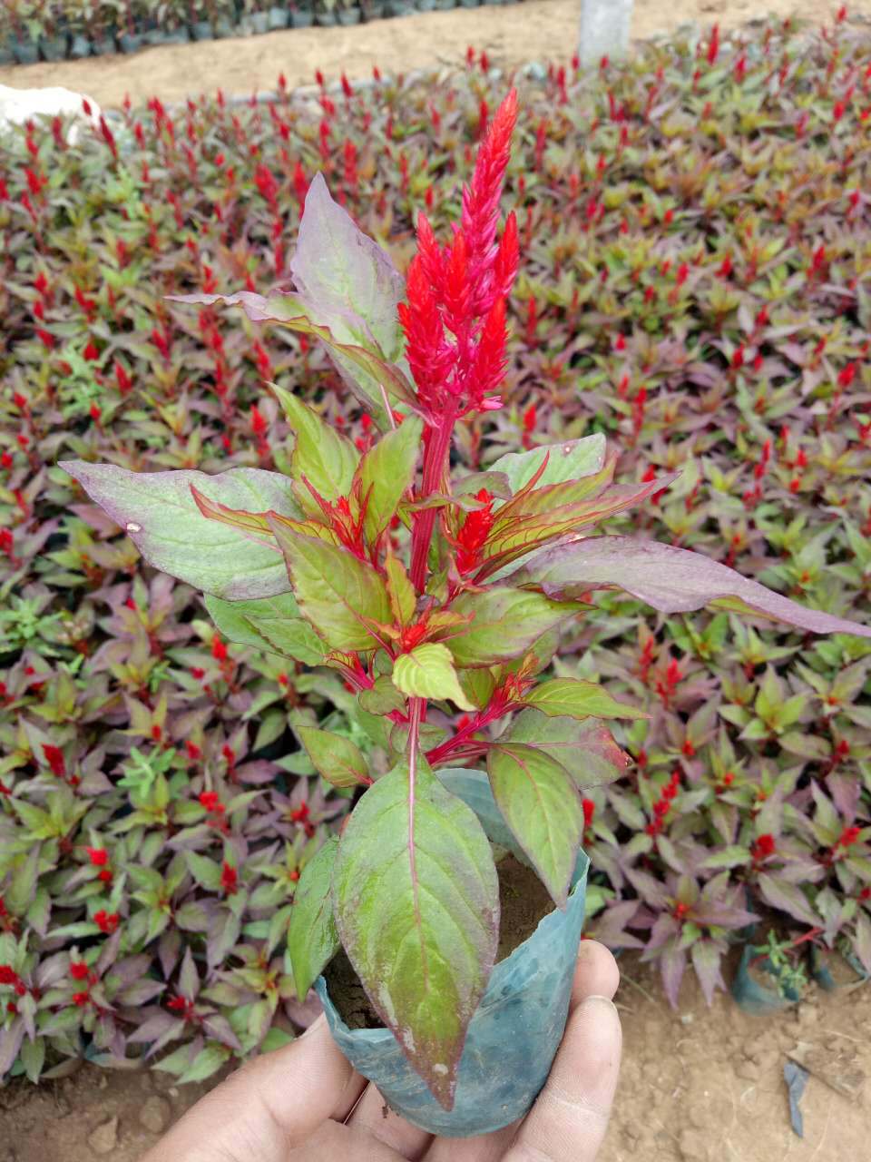 鸡冠花苗批发 盆栽鸡冠花小苗 红叶鸡冠花 一支笔鸡冠花 量大优惠