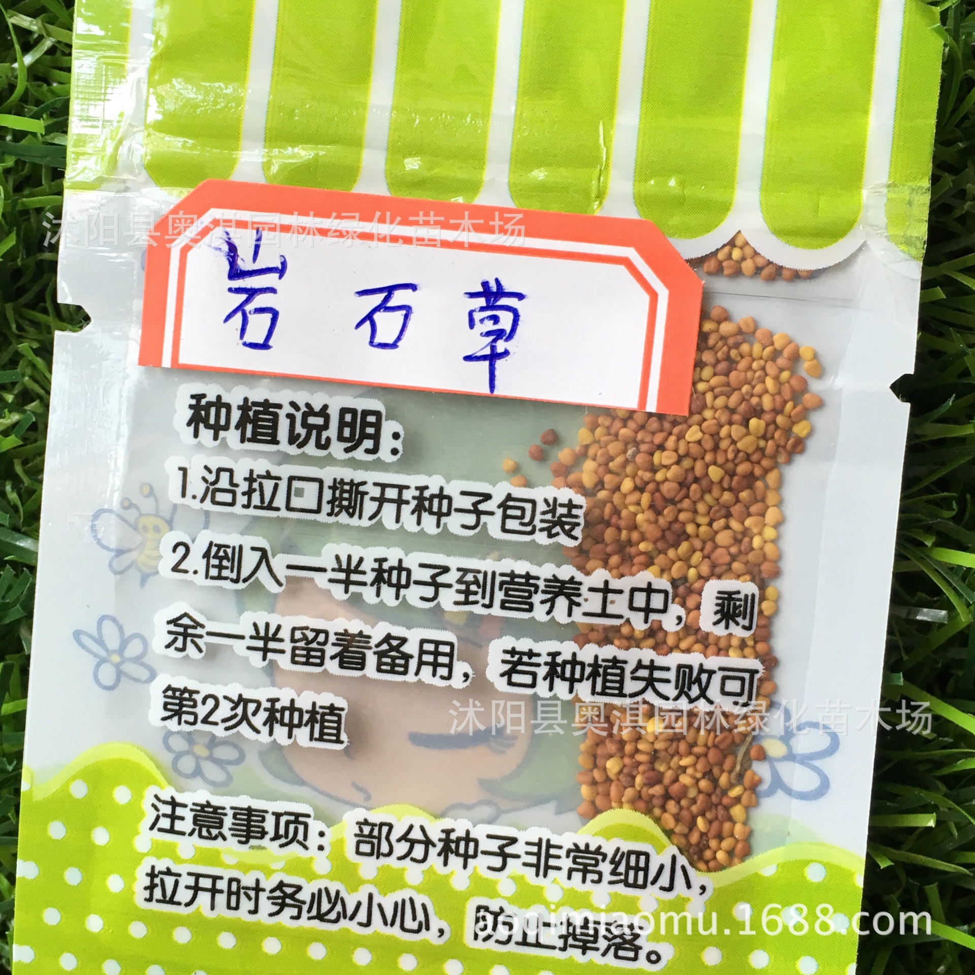 防辐射 负离子桌面植物盆栽 袋装岩石草种子 岩石草种子 厂家批发