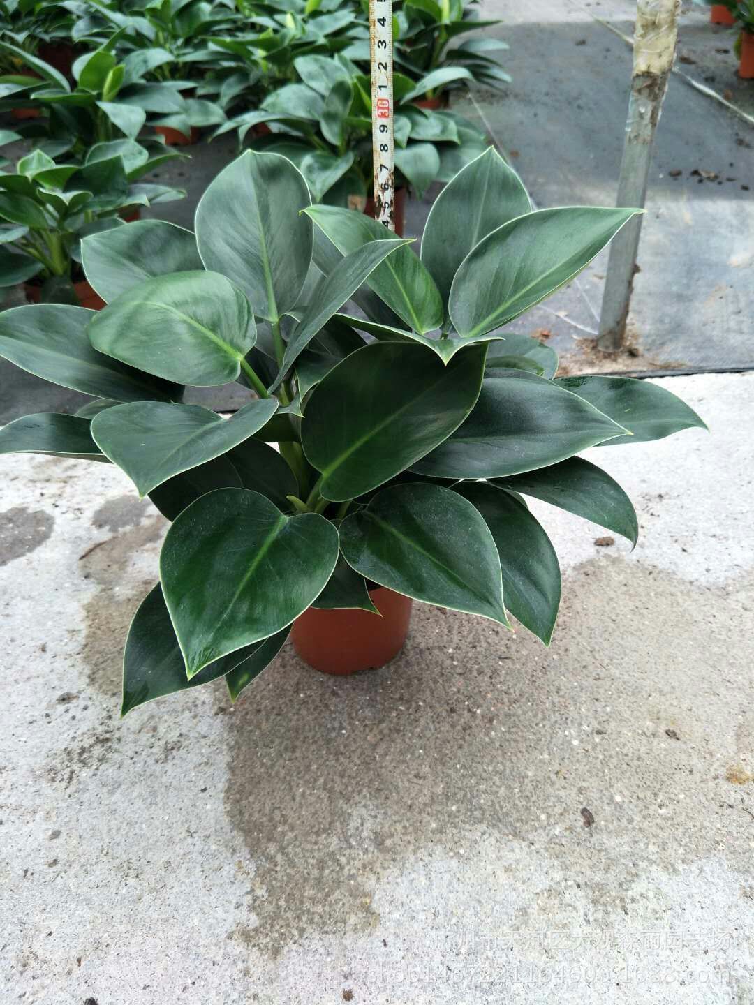 基地批发室内观叶花卉植物 110#绿公主绿钻小盆栽 美化环境