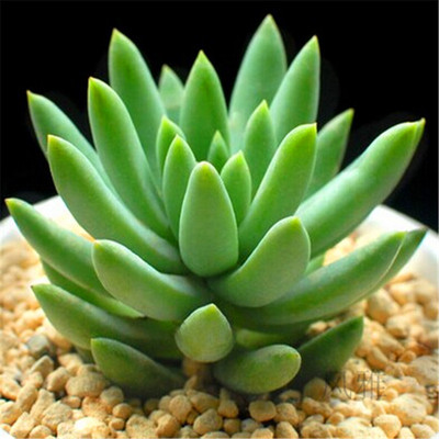 多肉植物千佛手 玉珠莲 植物迷你创意可爱清新小盆栽 室内