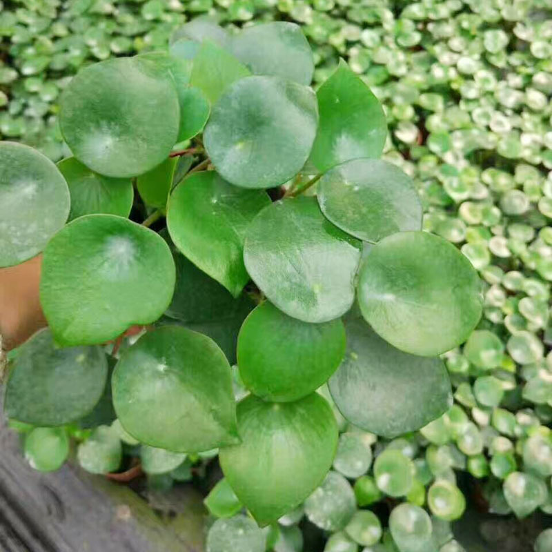 【基地直供】圆叶椒草小盆栽 室内观叶植物(110)荷叶碧玉