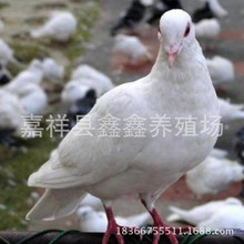 落地王鸽|广场鸽四川凉山肉鸽（种鸽）繁殖基地出售白羽王种鸽|