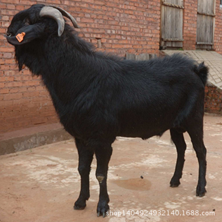 成品黑山羊出售【苍山黑山羊】杂交黑波尔山羊低价格技术指导
