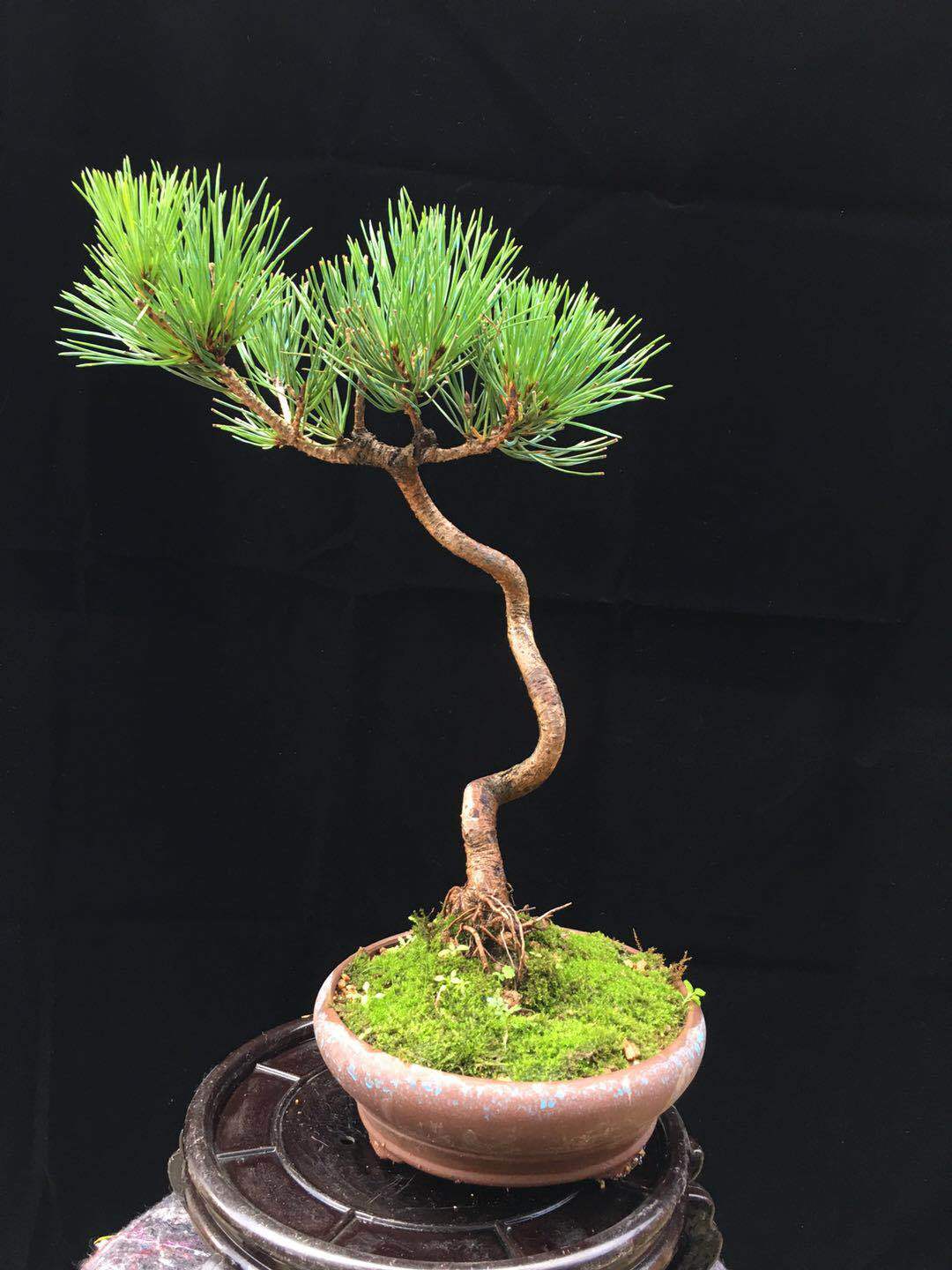 特价黑松盆景 掌上盆景花卉 造型松树 室内小盆景 微型盆景
