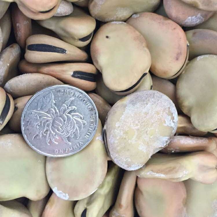 日本大白皮蚕豆 大白皮干蚕豆 生香蕉蚕豆厂家批发