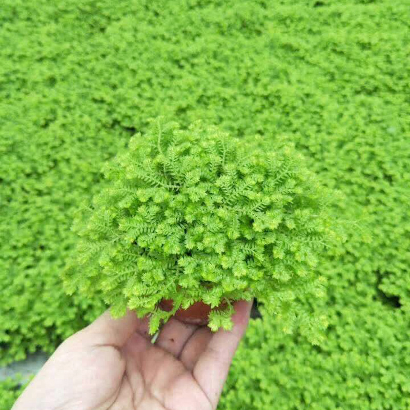 基地直供蕨类植物苔藓微景观搭配花卉植物小盆栽a80金丝雀蕨