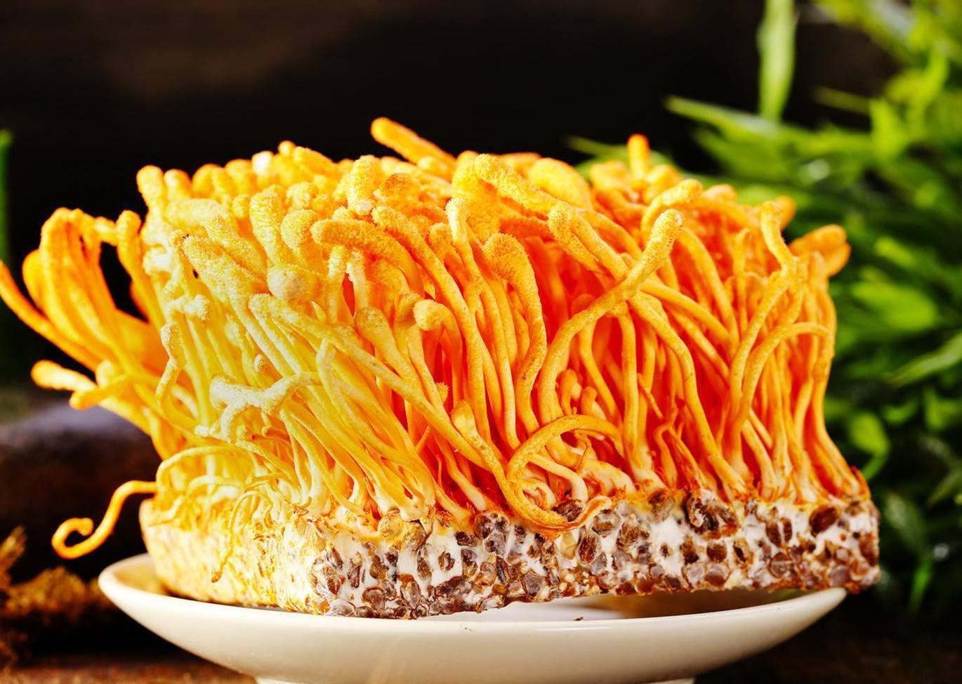 虫草菌丝粉 虫草菌丝生粉 冬虫夏草提取物