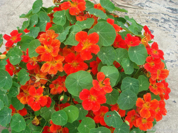 旱金莲提取物 20:1 金莲花 金莲花黄酮 斯诺特厂家