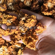 新货 大量供应 金耳 黄金耳