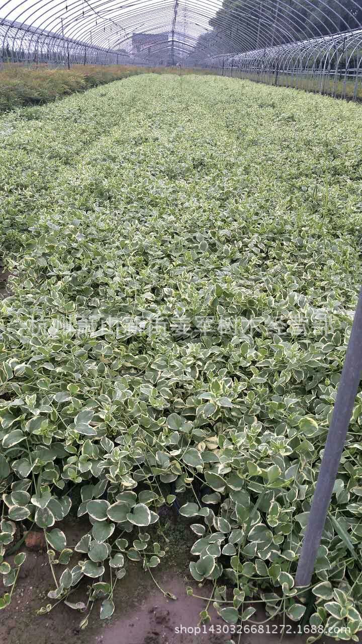 花叶蔓长春 爬藤植物 盆栽 墙体植物 基地供应 量大从优