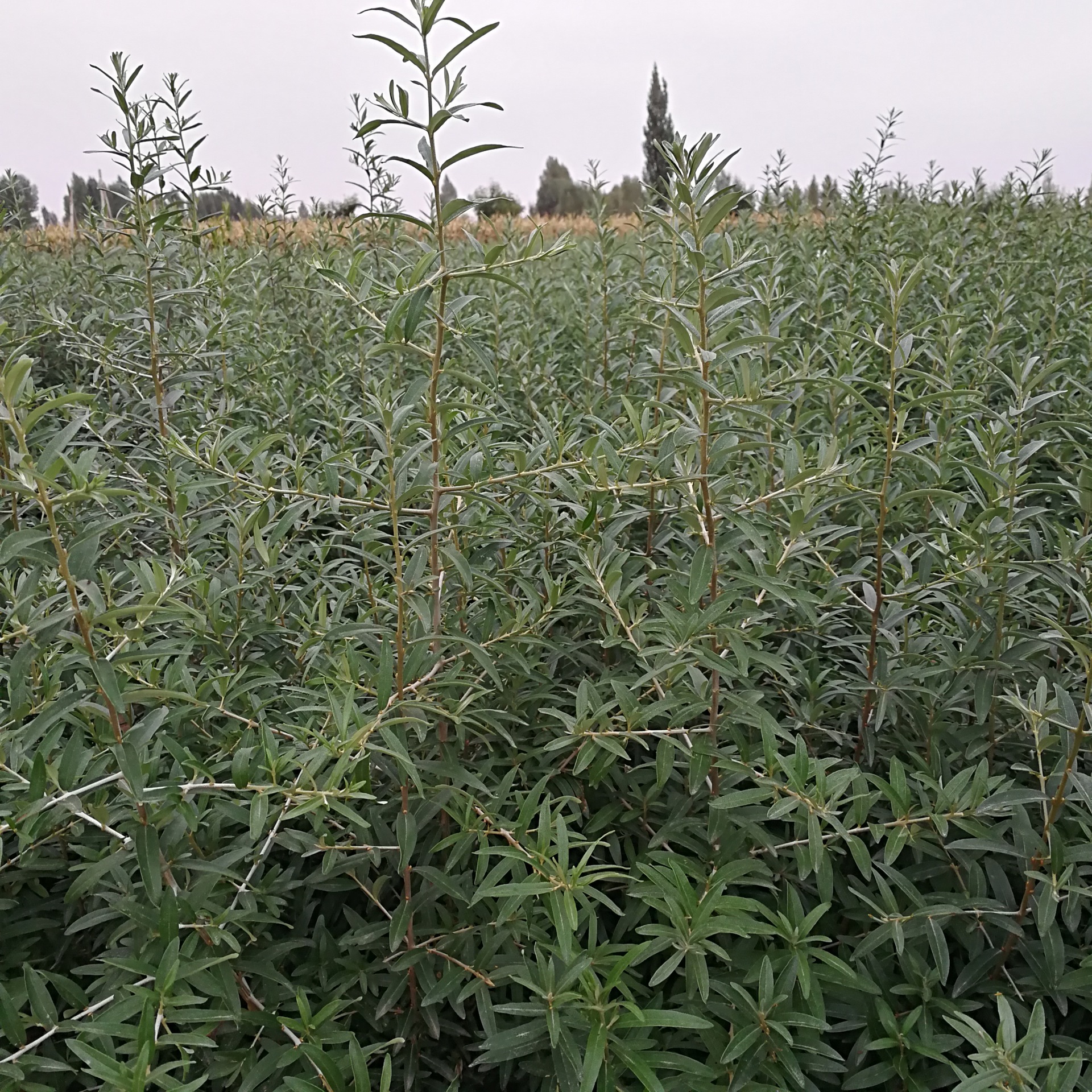 竭诚为您奉送优质的沙棘苗,让您的此次采购,变成轻松愉快的旅途,从此