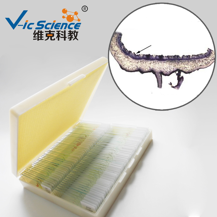 工厂直供 地衣子囊盘切片 菌,藻类 生物切片 显微镜观察玻片标本