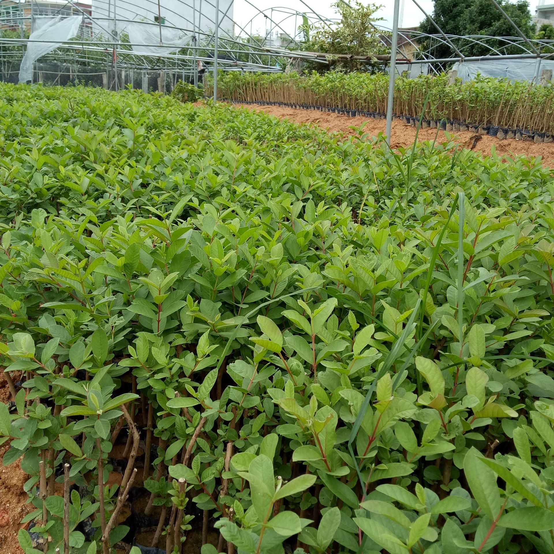 基地大量新品种珍珠芭乐苗红心番石榴苗红心芭乐果苗批发量大免邮