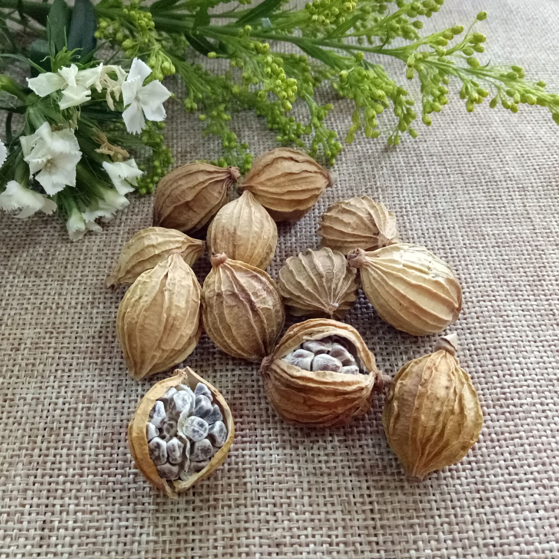 优质砂仁 香砂 开口香砂 火锅底料 经营各种香料调味品