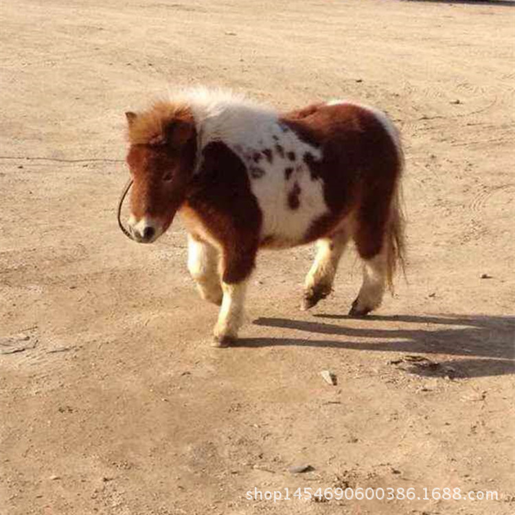 武汉现在一匹小马多少钱 哪里有出售小矮马的 湖北矮脚马图片