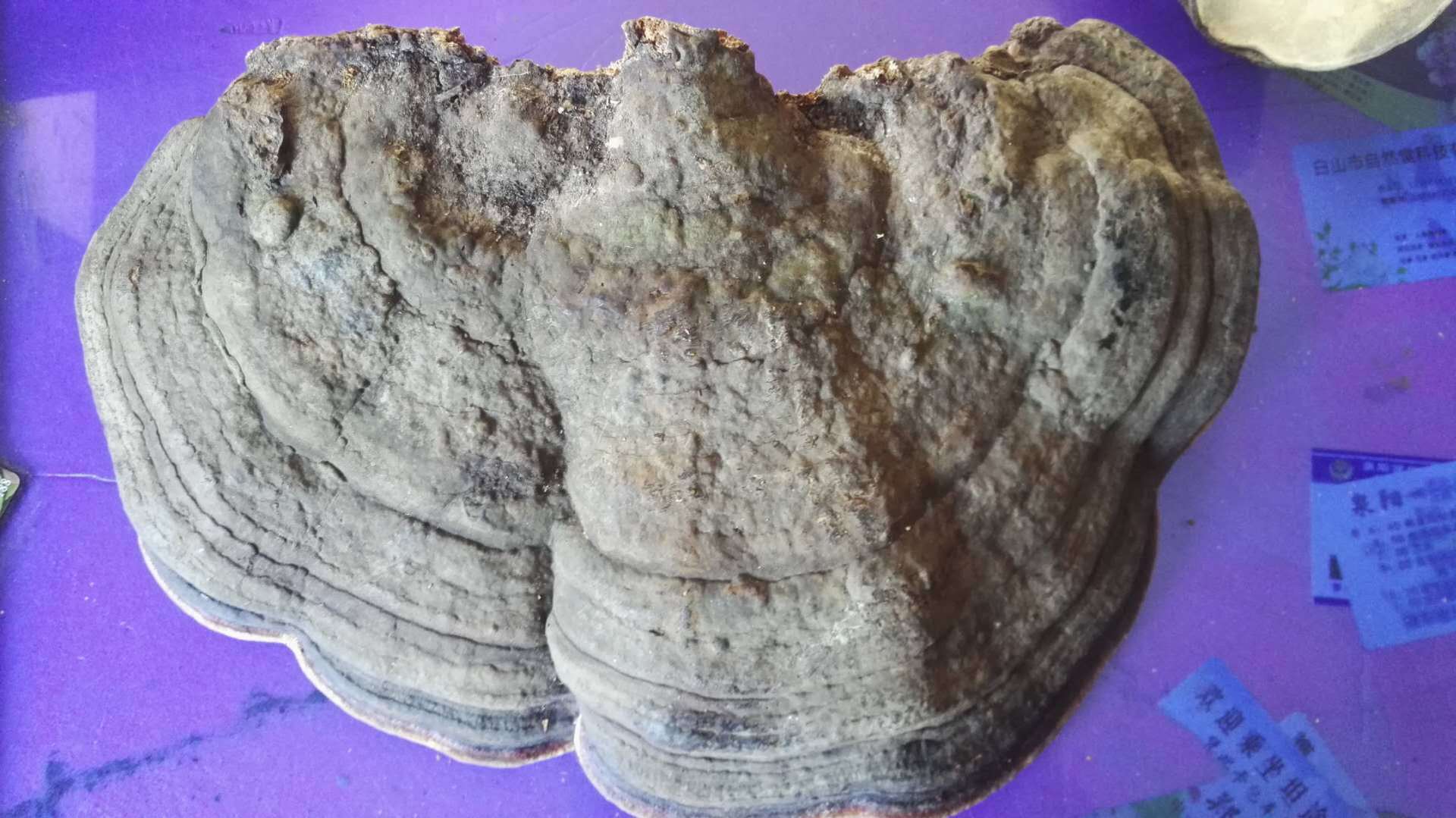 东北特产红缘层孔菌 东北特产批发 长白山红缘层孔菌 一件代发