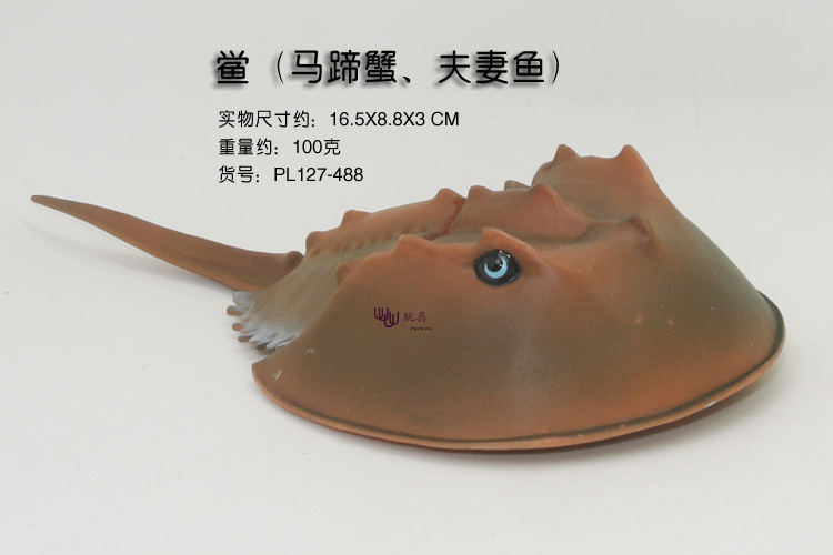 海洋生物 鲎 马蹄蟹 夫妻鱼 仿真海洋动物模型 海底总动员 海底