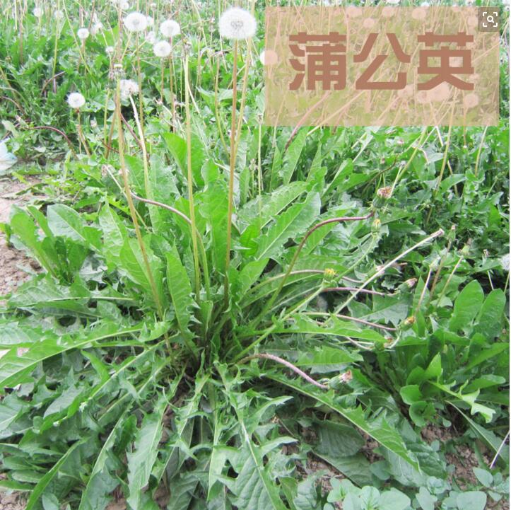 mazz.碱地蒲公英taraxacumsinicum kitag.或同属数种植物的干燥全草.