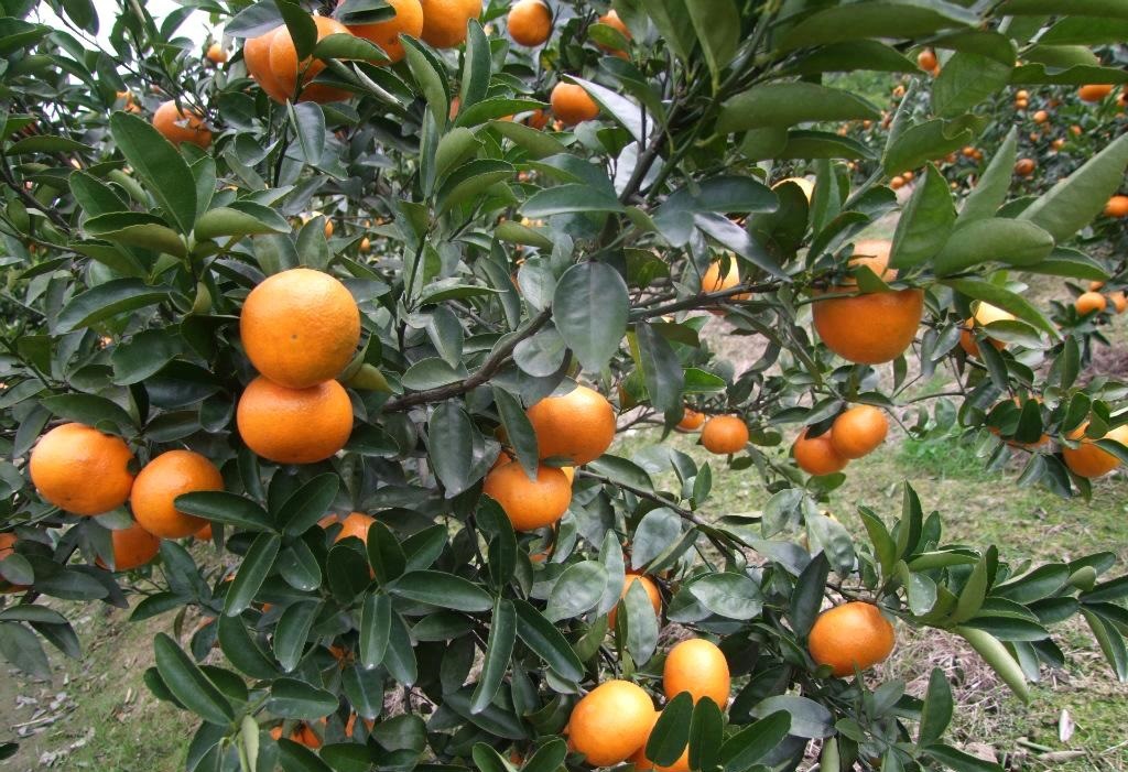 茂谷柑苗 皮薄多汁 甜度高 反季节品种 可口好吃