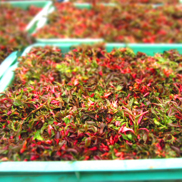 五色草基地红草绿草黄草白草黑草五色草穴盘苗