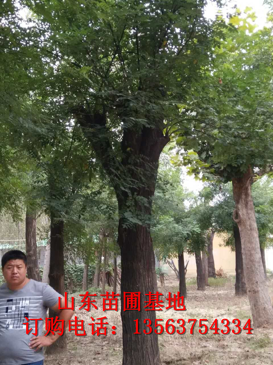 厂家大量出售绿化苗木白蜡树 多种风格跟姿态小叶白蜡