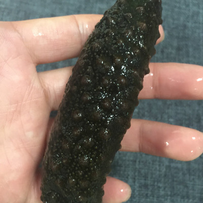 小黑参 老北极 黑北极 墨西哥海参