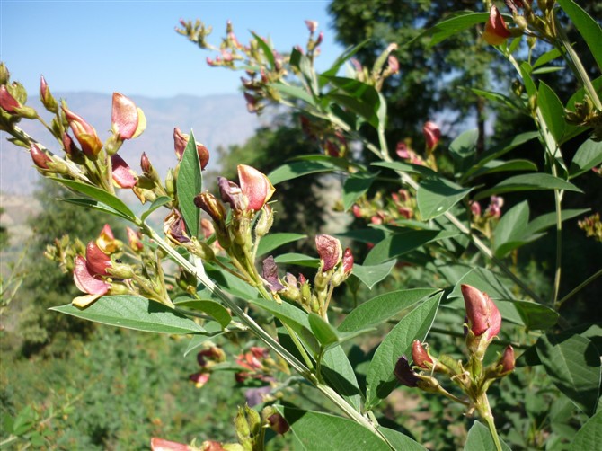 木豆叶提取物101厂家供应品质保证量大优惠