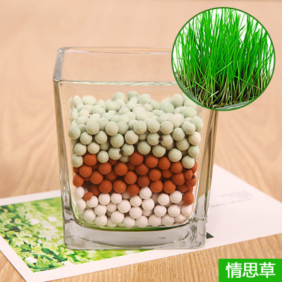 迷你植物小盆栽 负离子植物室内桌面失陪植物盆栽 心形草种子套餐