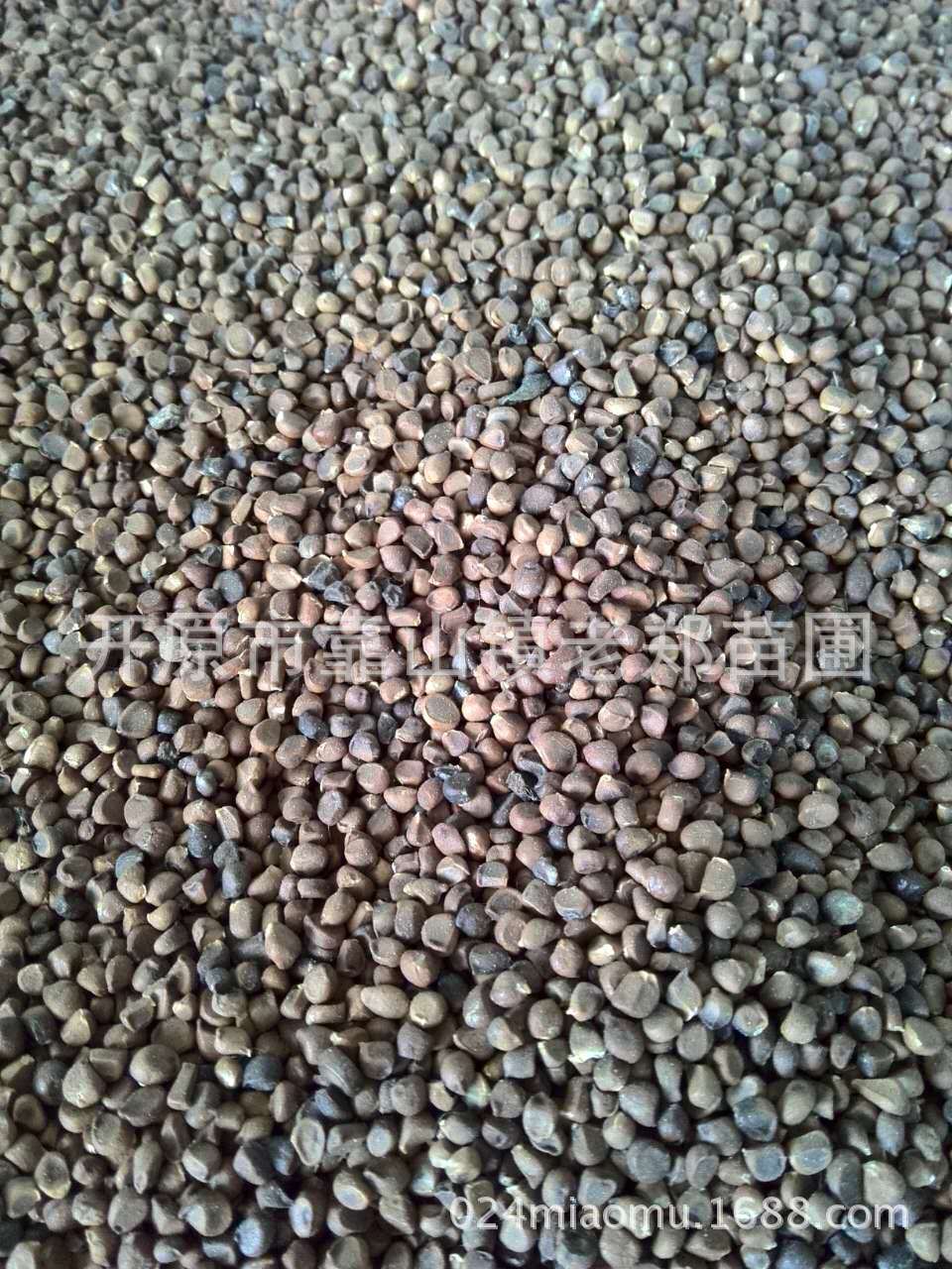 种业批发 山丁子种子 新货净种子 山荆子种子产地供应 山定子种子