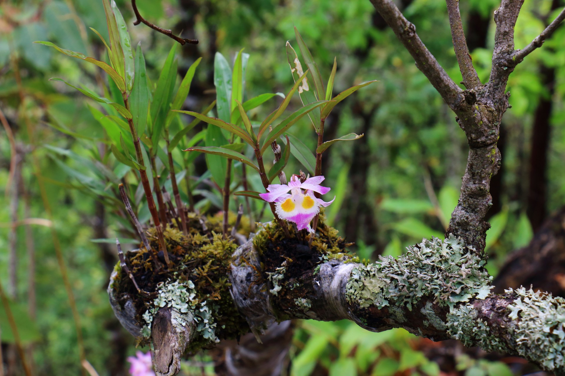 种植区周边群山环抱,绿树成荫,山清水秀,潮湿的气候为紫皮石斛的生长