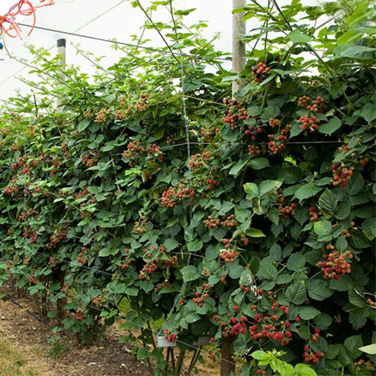 基地批发正宗 树莓苗地栽苗 藤本果树 南方种植树莓小苗量大优惠