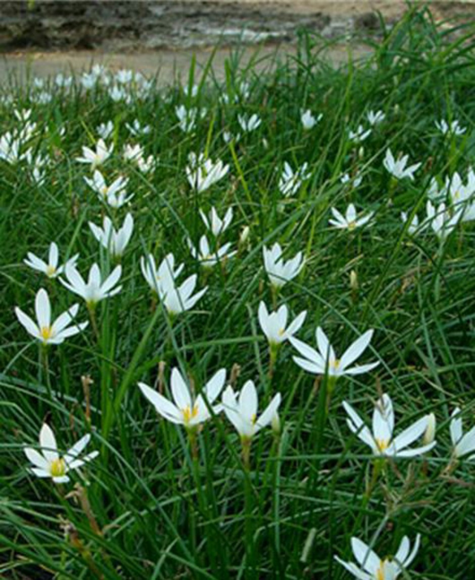 批发供应葱兰萧山大量批发石蒜韭兰