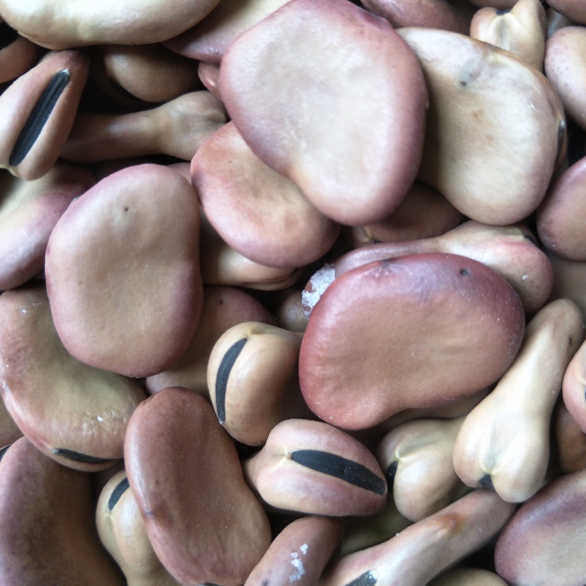 红皮蚕豆 红皮香蕉蚕豆 日本大白皮蚕豆