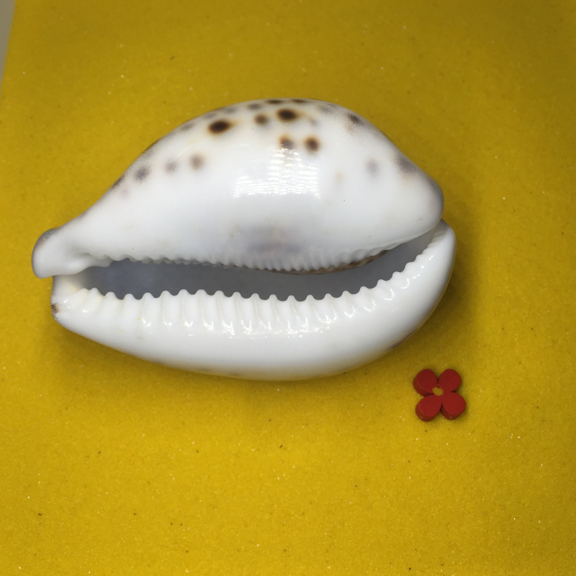 虎斑贝 鱼缸家居 酒店装饰 天然贝壳 海螺 海星批发