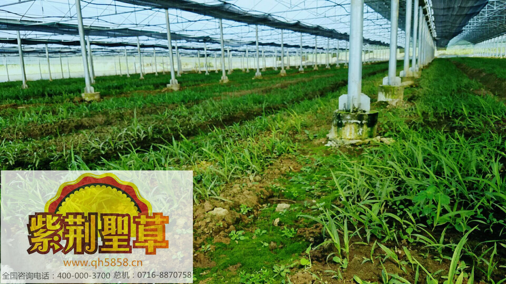 热烈恭贺紫荆圣草白芨种苗批发在高阳县药材市场迎来年后第一个高潮