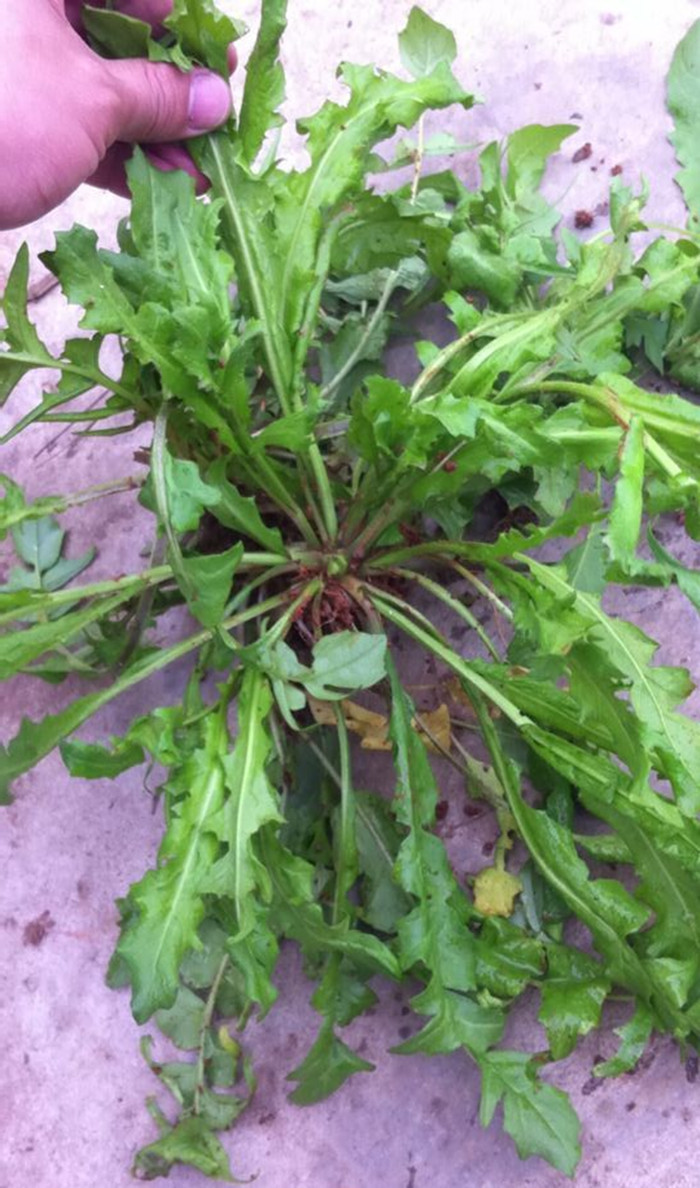 荠荠菜种子 蔬菜种子 地菜野菜 气味清香营养好 阳台庭院农.