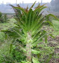 挂丝红莴笋蔬菜种子 茎杆粗壮高大耐寒皮薄肉质青脆香浓10克/袋