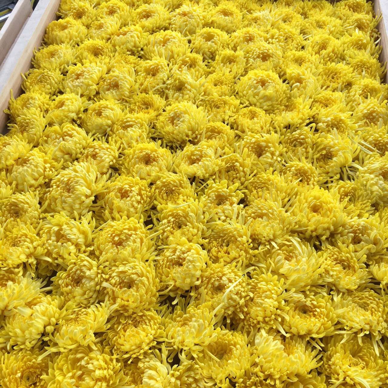 企业基地歙县万客来贡菊购销中心 经销批发的菊花,茶叶,土特产,菊花
