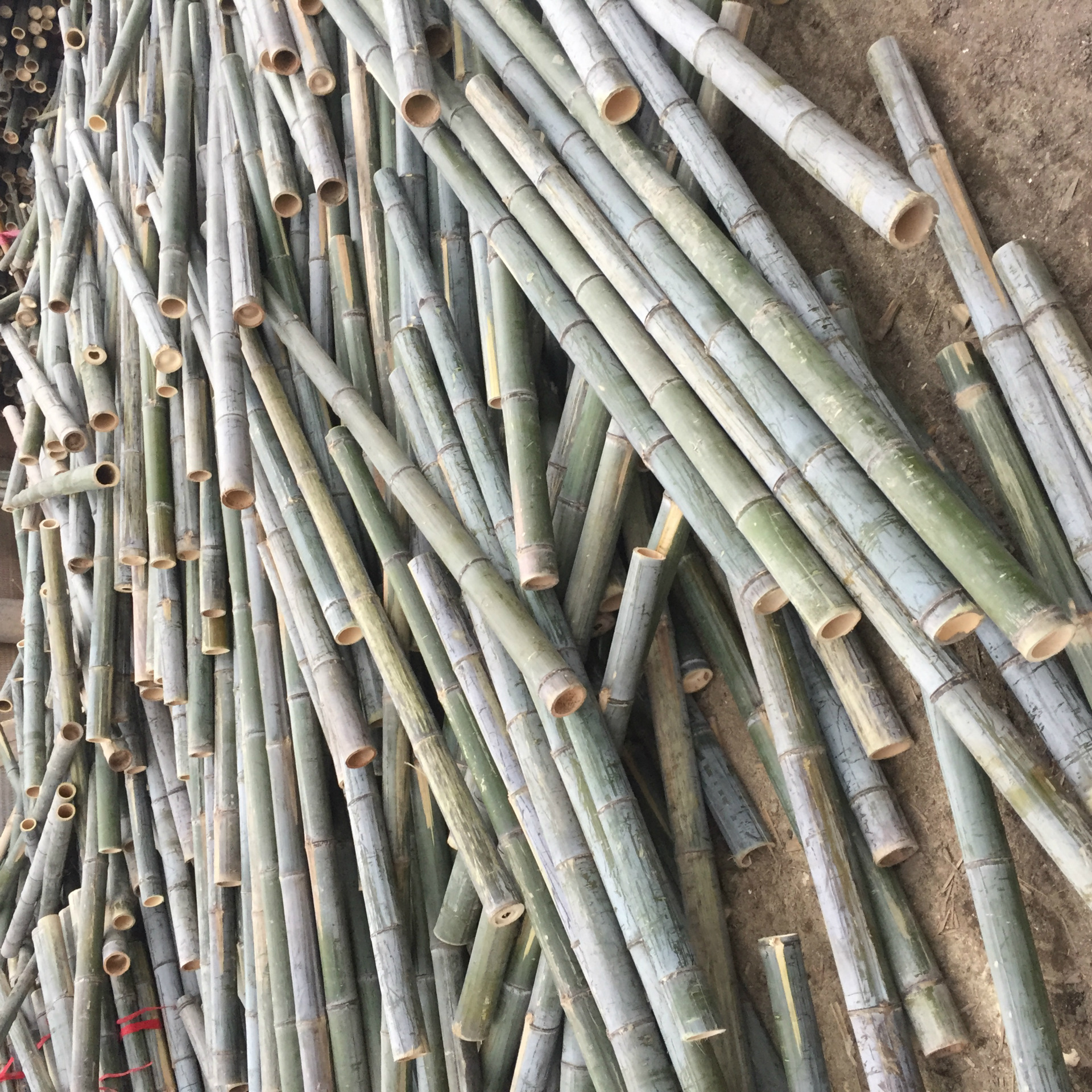 供应毛竹 竹竿 2米长 小头3厘米 绿化支撑 篱笆