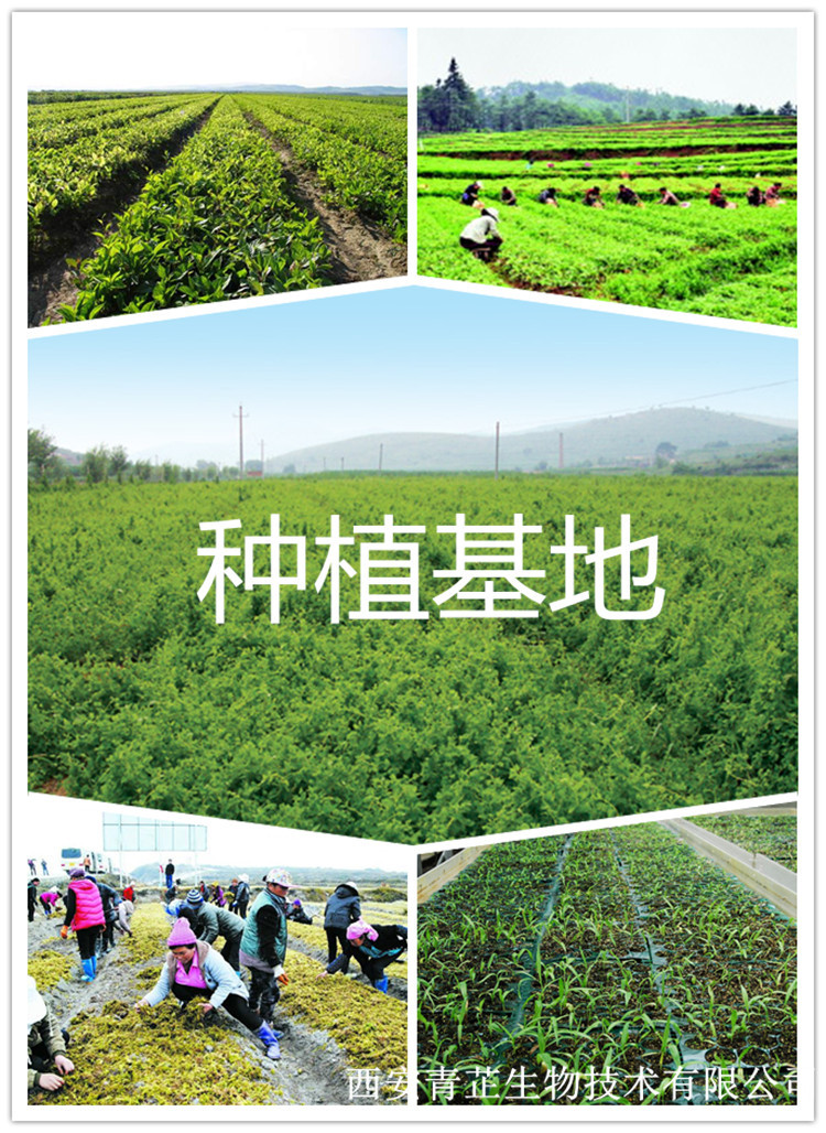 椰枣提取物101椰枣浸膏粉椰枣粉全水溶规格多种青芷生物