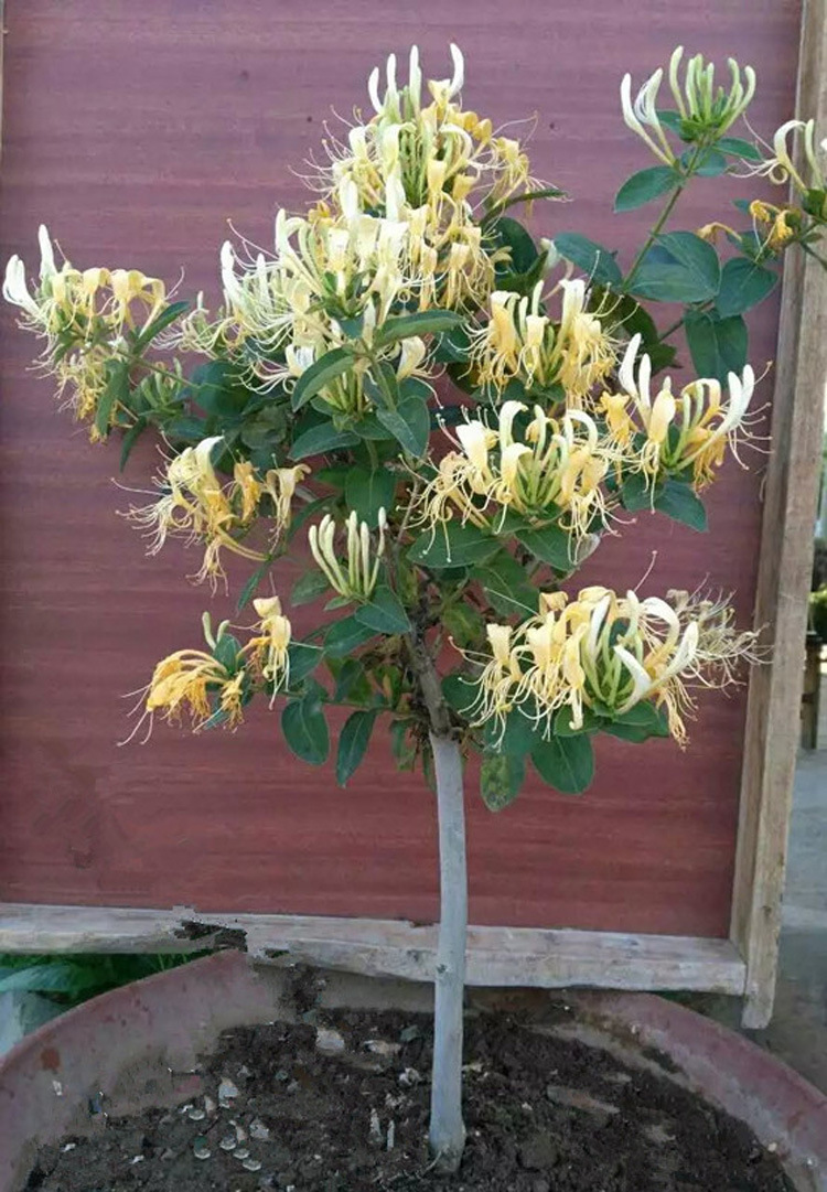 金银花苗木_基地直销 盆景盆栽金银花苗木 三年 直销量大优惠 - 阿里