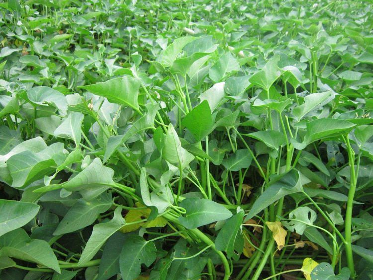 庭院药材用水生蔬菜蕹菜旱地空心菜种子通菜蓊菜藤藤菜籽水陆两栖