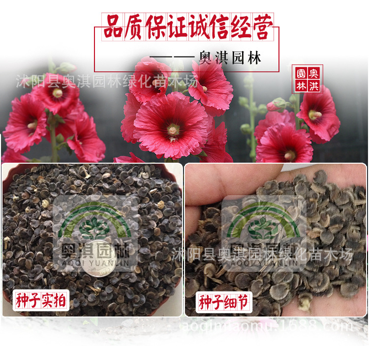 蜀葵种子蜀葵花种蜀葵籽一丈红种籽易种景观花卉耐寒多年生花期长