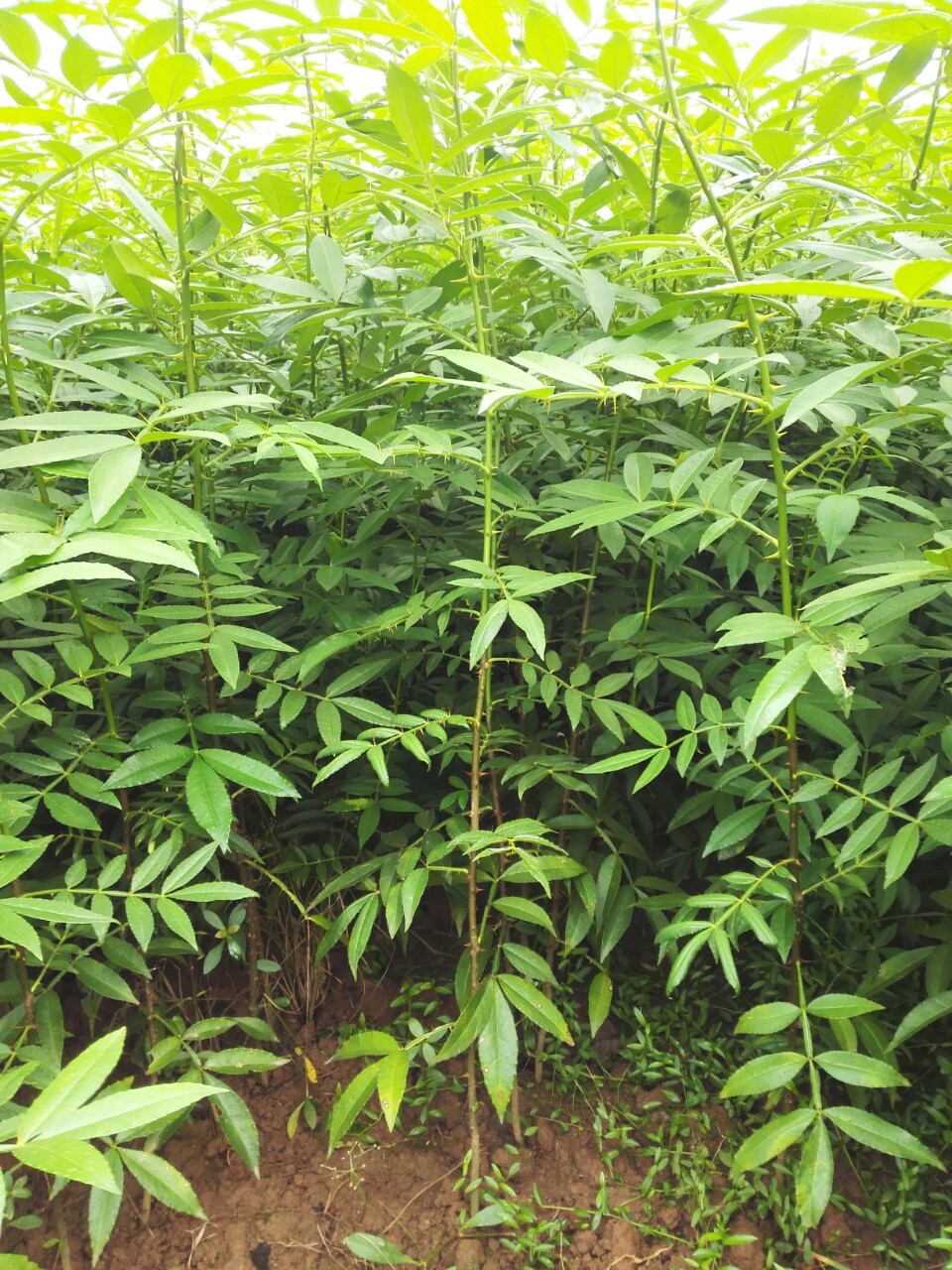 大量批发江津花椒苗九叶青花椒苗量大从优