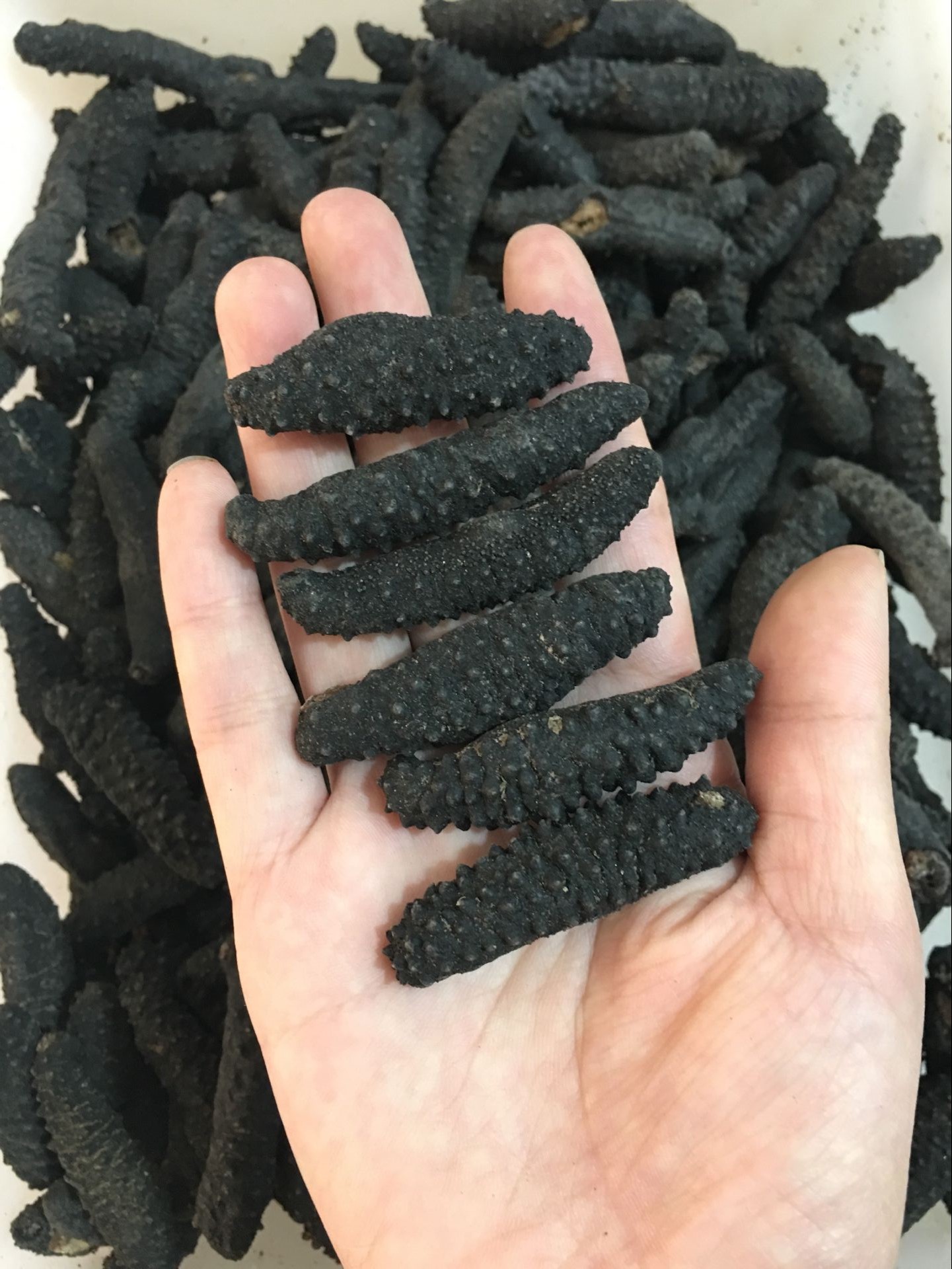 米刺参冰岛雪参长崎参 土耳其海参 批发