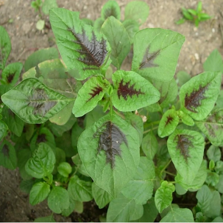 红苋菜粉红粘谷浓缩粉红苋菜浸膏粉