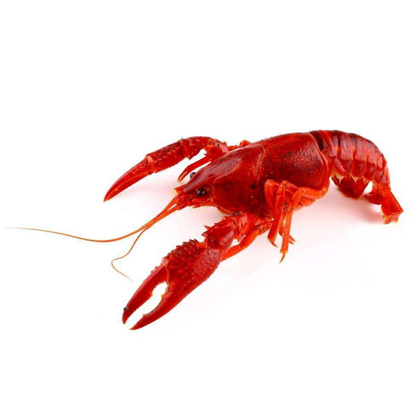 单只天然洪湖麻辣十三香小龙虾加热即食香辣味熟食每份15只左右