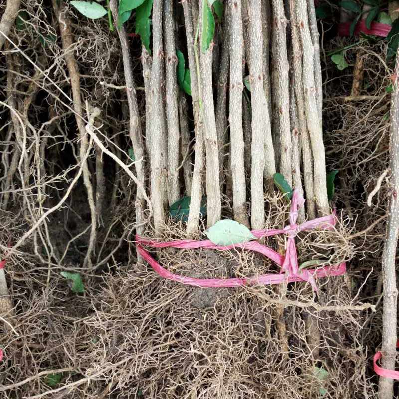 花椒苗基地 大红袍花椒苗花椒树苗九叶青花椒苗多少钱一棵