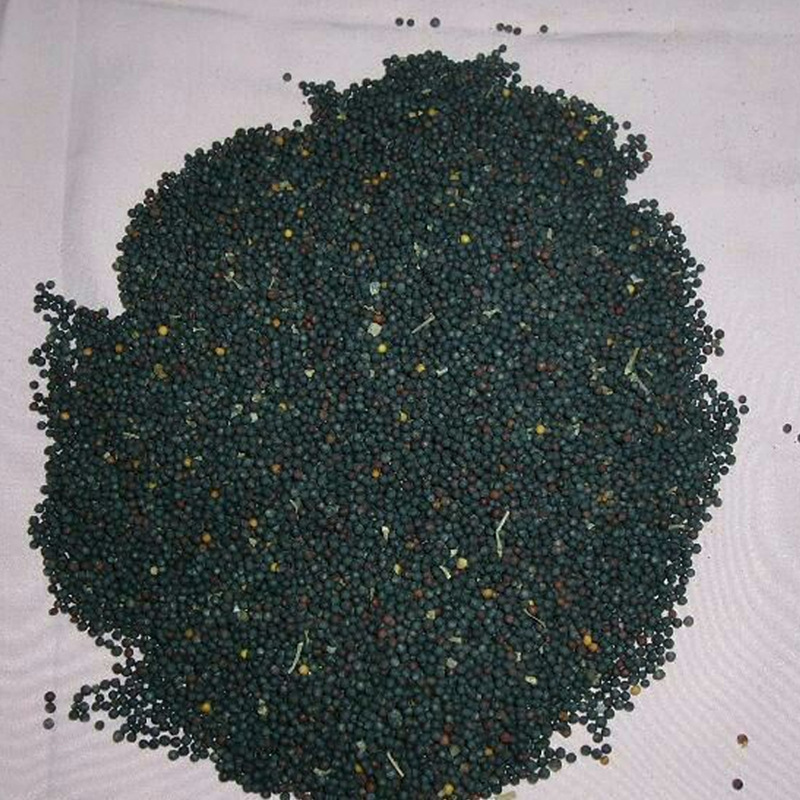 油菜籽批发 大量供应安徽优质油菜籽 榨油出油率高 2017年新